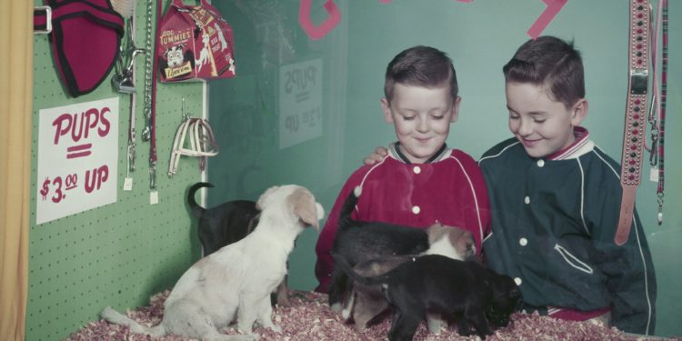 ¿Cuál es el animal ideal para regalar a un niño esta Navidad? Ninguno