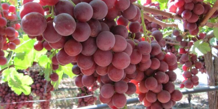 ¿Qué efectos tienen las uvas en la diabetes, el cáncer y los ojos?