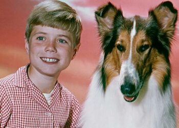 Lassie: la decepcionante verdad detrás de la famosa perra que dominó el mundo del entretenimiento durante más de dos décadas