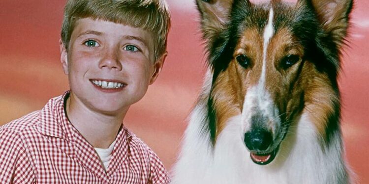 Lassie: la decepcionante verdad detrás de la famosa perra que dominó el mundo del entretenimiento durante más de dos décadas