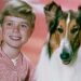 Lassie: la decepcionante verdad detrás de la famosa perra que dominó el mundo del entretenimiento durante más de dos décadas
