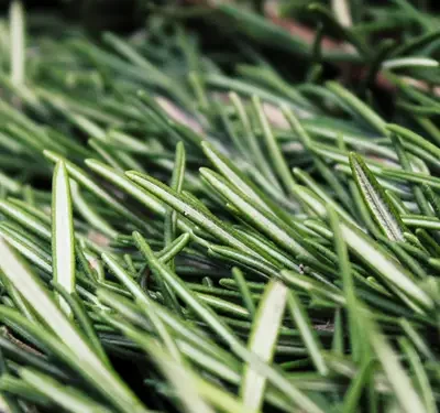 Conoce la hierba que mejora la memoria y el estrés, según una psiquiatra de Harvard