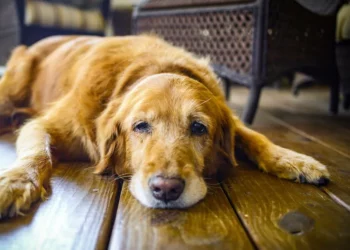 ¿Los perros pueden desarrollar Alzheimer? Esto debes saber, según un experto