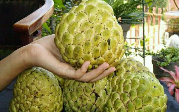 El poderoso fruto tropical considerado “oro blanco” por sus propiedades y múltiples beneficios para la salud
