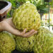El poderoso fruto tropical considerado “oro blanco” por sus propiedades y múltiples beneficios para la salud
