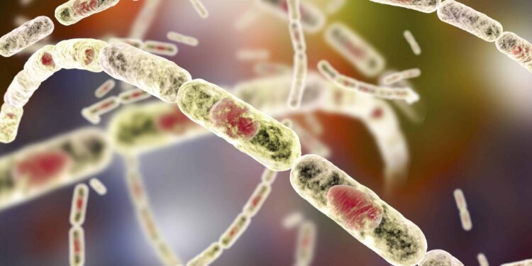 ¿Qué es el ántrax, enfermedad que temen esté en Haití?