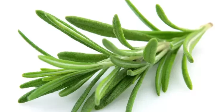 La planta que ayuda a mejorar la memoria y reducir el estrés, según una psiquiatra de Harvard