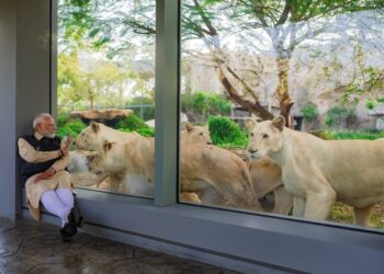 “La jungla en una jaula”: el caso del conservacionista petrolero Anant Ambani y su último capricho, un zoo colosal