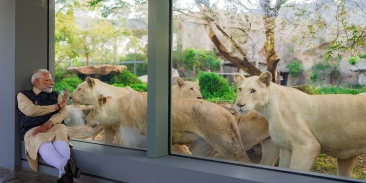 “La jungla en una jaula”: el caso del conservacionista petrolero Anant Ambani y su último capricho, un zoo colosal