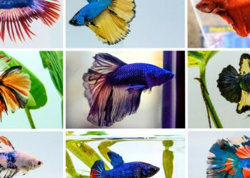 Los 5 peces más elegidos para tenerlos como mascotas