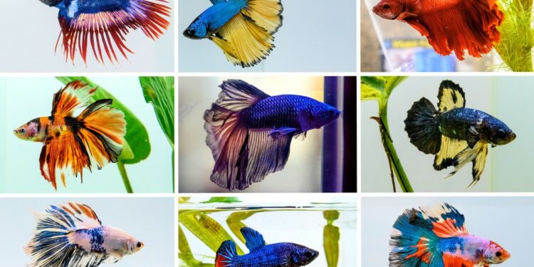 Los 5 peces más elegidos para tenerlos como mascotas
